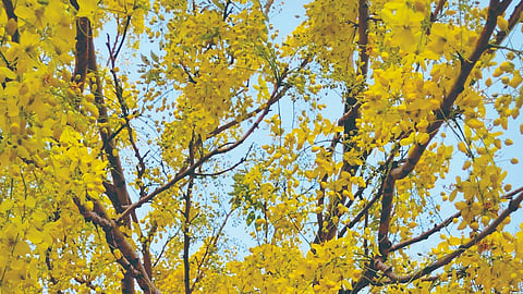 bahava tree bloom