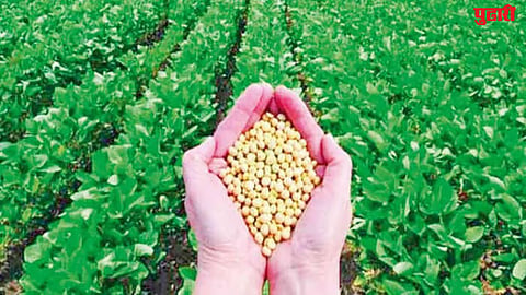 Jalna APMC soybean price