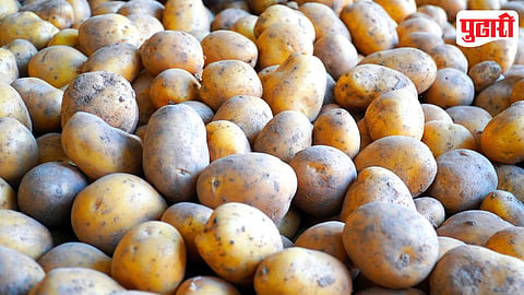 Potato