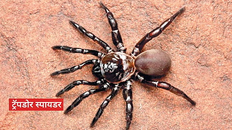 Trapdoor spider new species |