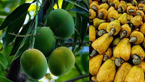 Mango-Cashew