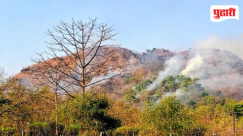 Forest Fire