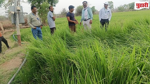 Paddy Crop Weed Management Vidarbha