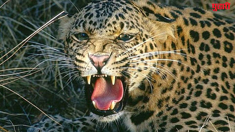 leopard attack