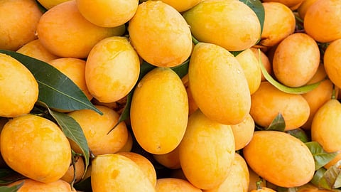 hapus mango