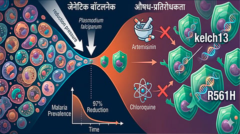 Plasmodium falciparum |
