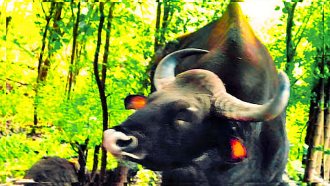 indian gaur attack