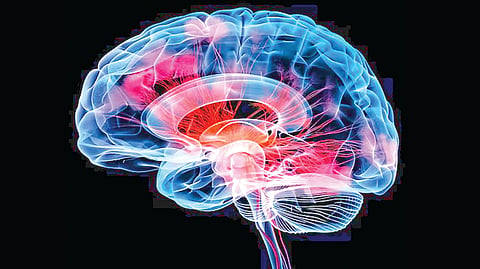 Brain White Matter |