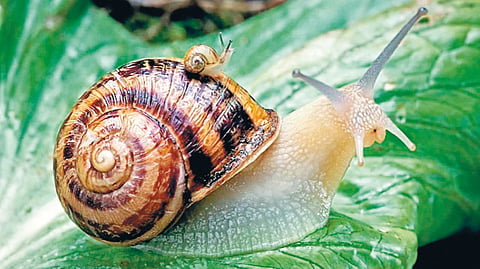 snail teeth |
