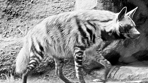 Hyena Habitat