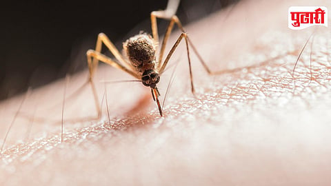 Malaria