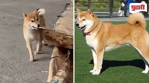 Siba Inu dog