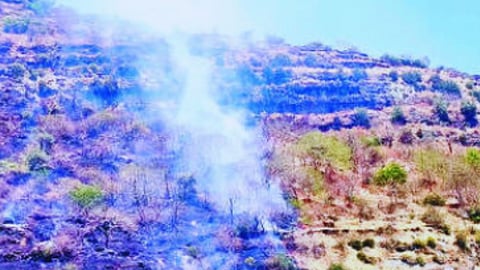 Forest resources destroyed in fire