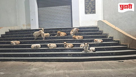 Stray Dogs