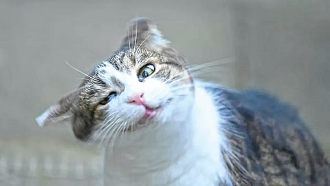 Why animals shake head |