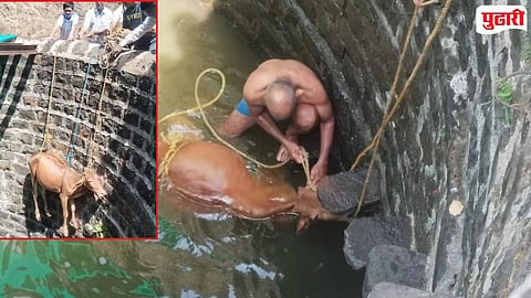 Poladpur Taluka Cow Rescue Operation