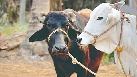 Veterinary