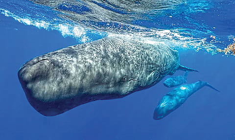 Whale communication study |