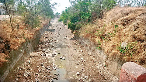 Satara agriculture crisis: शेतात कॅनॉल तरीही पिके करपली!