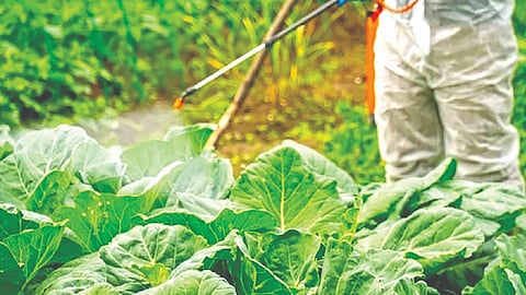 Pesticides cancer risk |