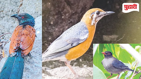 Tansa Wildlife Sanctuary