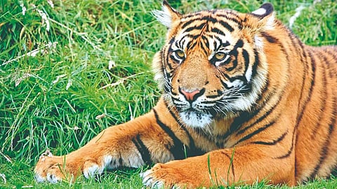 Tiger