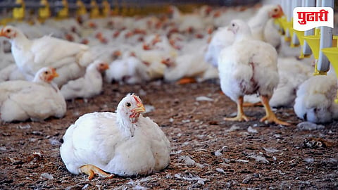 Poultry Business