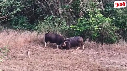 Gaur Injury Death Chandgad