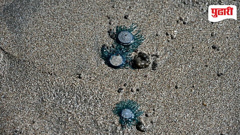 Blue Bottle Jellyfish Alert