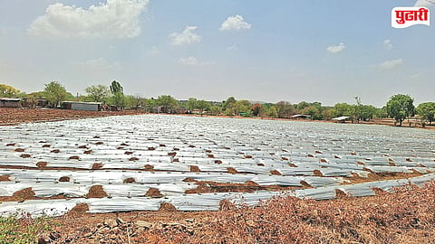 Mulching paper farming