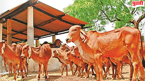 Heat stress cattle health