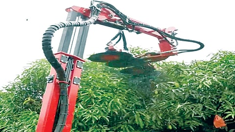 Mango cultivation |