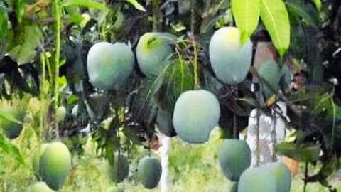 Mango Farming