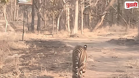 Wild Animals Spotted Painganga