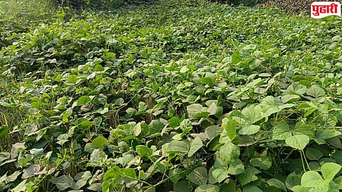 Vasai rabi season rain impact
