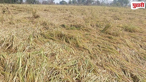 Nagbhid Summer Paddy Crop Damage