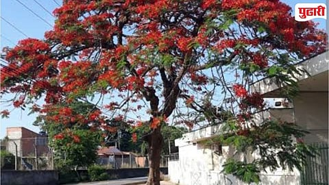 Gulmohar Tree