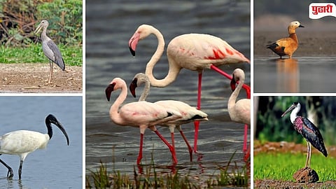 Konkan migratory birds