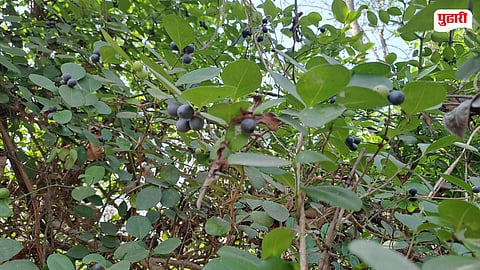 Karvanda season