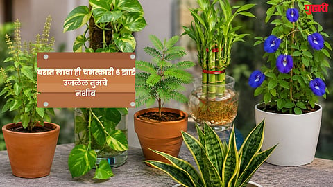 Plant Vastu