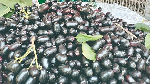 Jamun Price