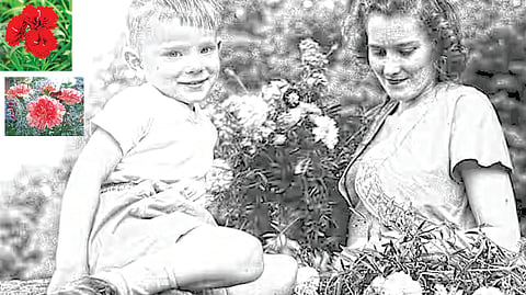 Mother’s Day carnation flower meaning |