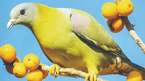 Wildlife Sanctuary