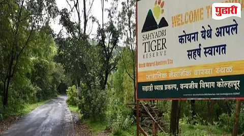 ९३ वरून थेट ५५० गावे; सह्याद्री व्याघ्र कॅरिडॉर विस्ताराने विकासाला ‘ब्रेक’ ?