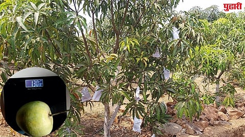 mango cultivation
