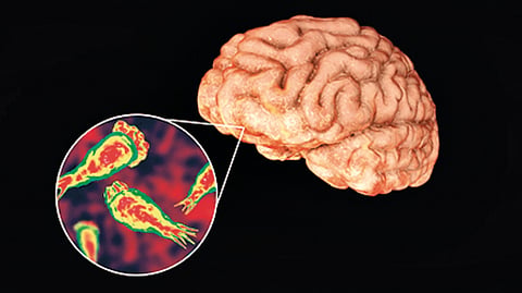 Free living amoeba |