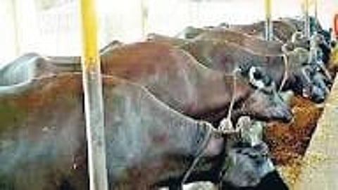 Veterinary Services