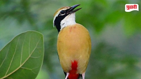 Indian Pitta bird
