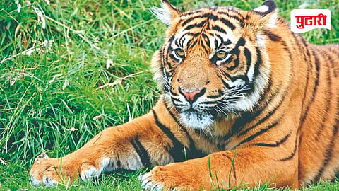 Tiger killed by wild dogs