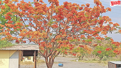 Umarkhed gulmohar bloom